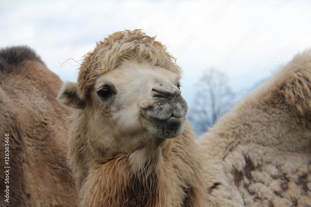Fototapeta premium Camels and dromedaries
