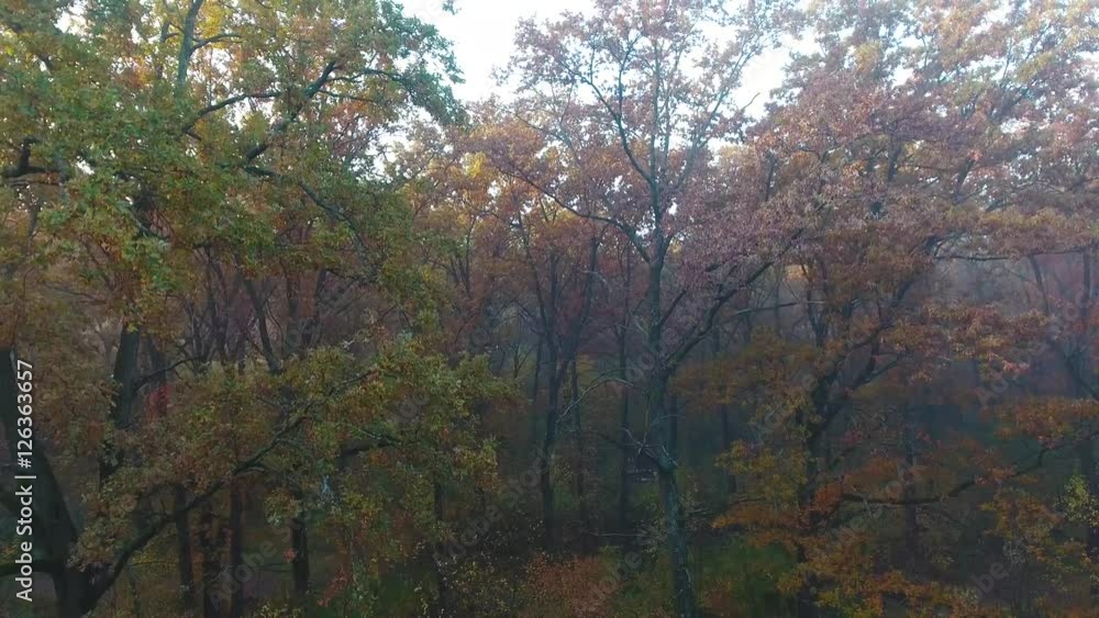 Aerial view of autumn forest covered with fog, upward movement Aerial view of autumn forest covered with fog, upward movement