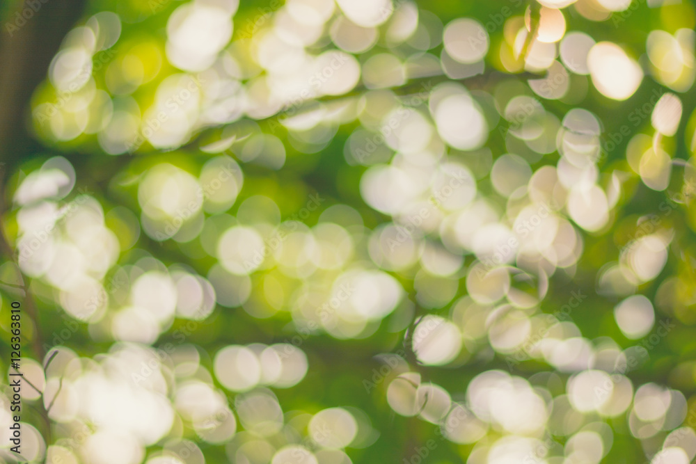 Fototapeta premium blurred tree leaves, beautiful colorful bokeh, bokeh from the blurred tree leaves, tree leaves out of focus, light, dark, darkness brightness, out of focus.
