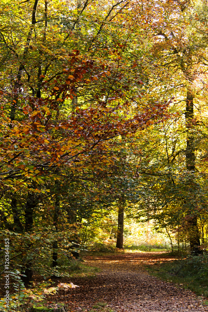 Woodland scene with yellow and brown autumn leaves Woodland scene with yellow and brown autumn leaves