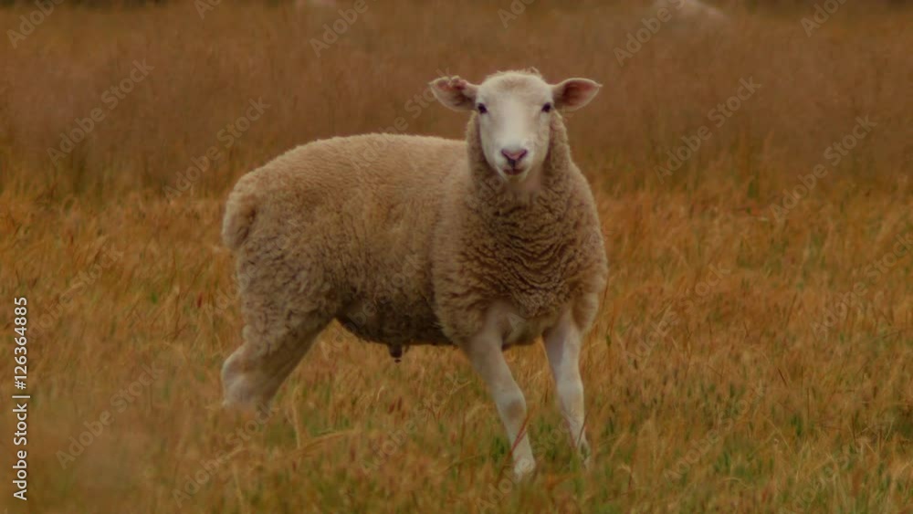 Wiltipoll Lamb LookingAt The Camera Wiltipoll Lamb LookingAt The Camera