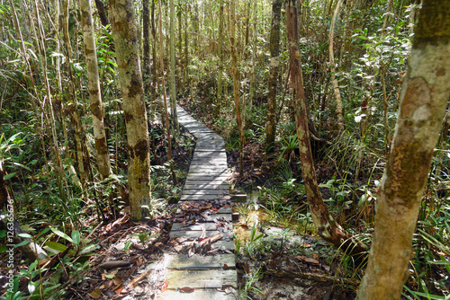 Trail in the rainforest at Bako National Park photo