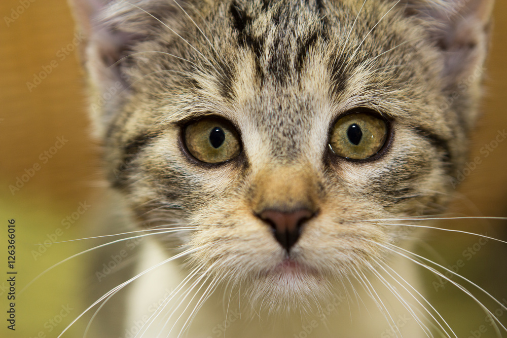 Close up of an adorable kitten. Close up of an adorable kitten.