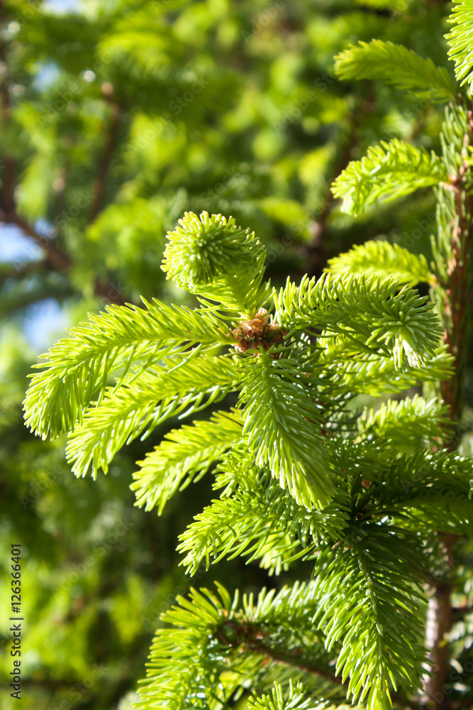 Branches growing young green fir. Branches growing young green fir.