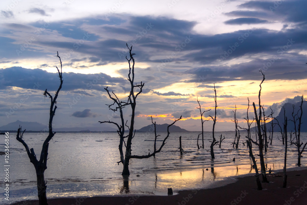 Dead mangrove trees on beach at sunset Dead mangrove trees on beach at sunset