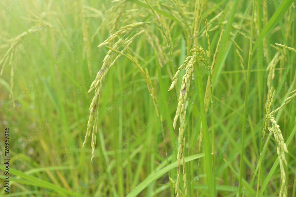 Close up of green paddy rice in field