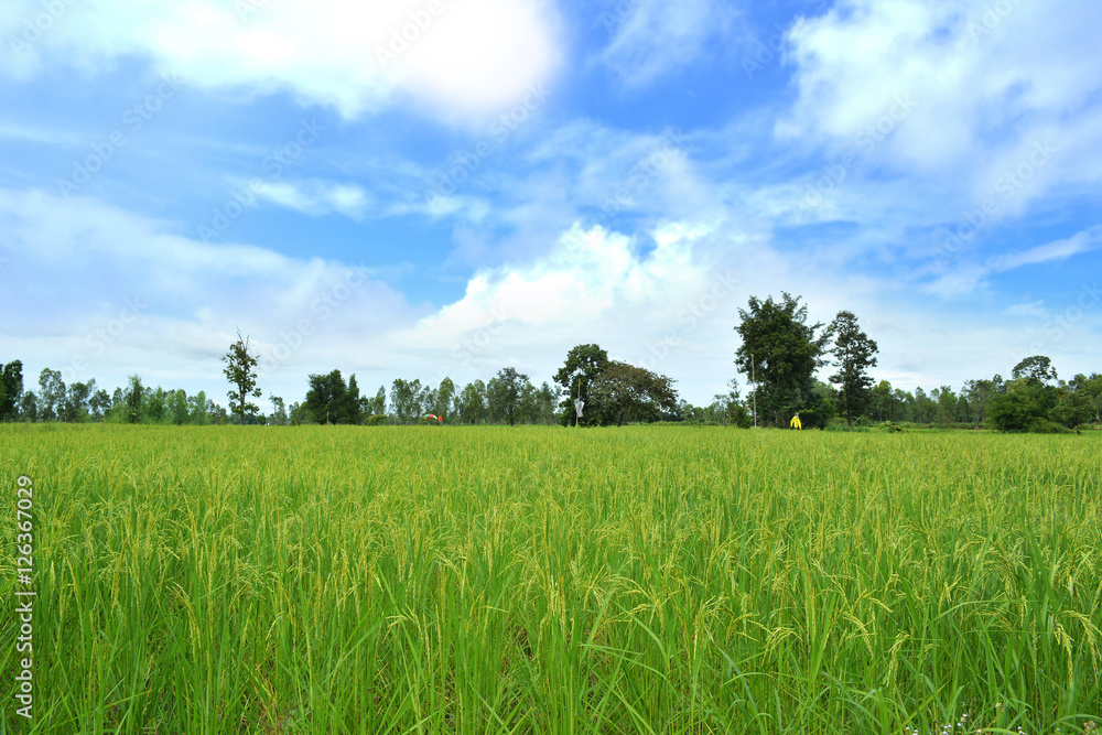 Fototapeta premium Green rice in field with sky