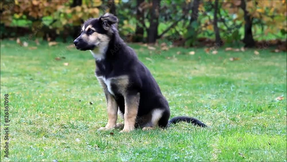 puppy dog sitting on grass in autumn, mixed breed australian shepherd
puppy dog sitting on grass in autumn, mixed breed australian shepherd