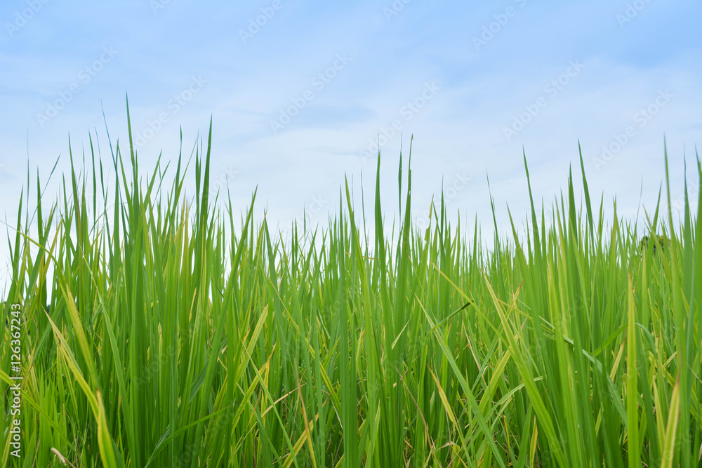 Green rice in field with sky