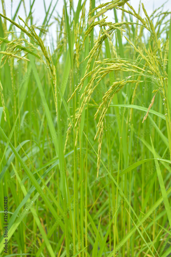 Obraz premium Close up of green paddy rice in field
