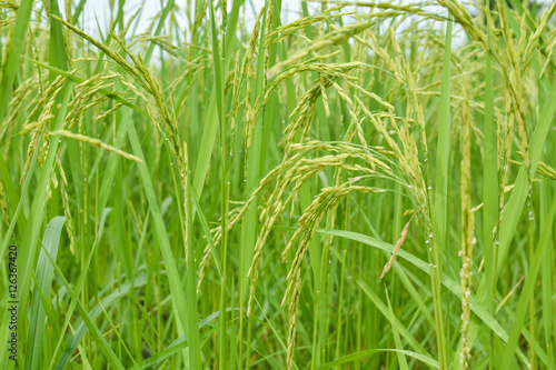 Close up of green paddy rice in field