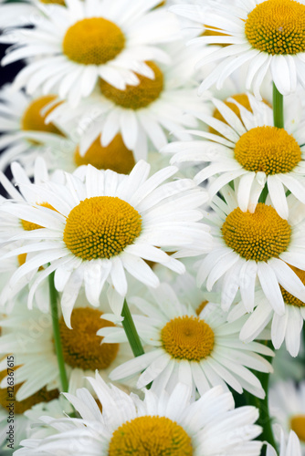 Bouquet of daisies  background