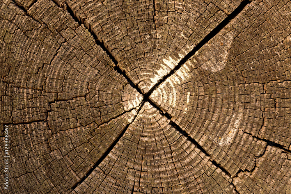 Fototapeta premium Struktur