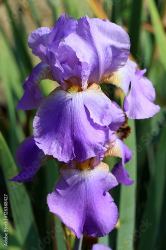 Fototapeta Naklejka Na Ścianę i Meble -  Violet-purple Lis (Iris) flowers
