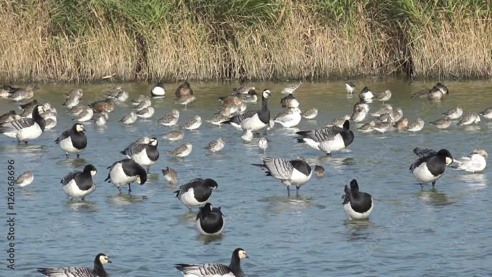 Barnacle goose and wading bird in the lake Barnacle goose and wading bird in the lake