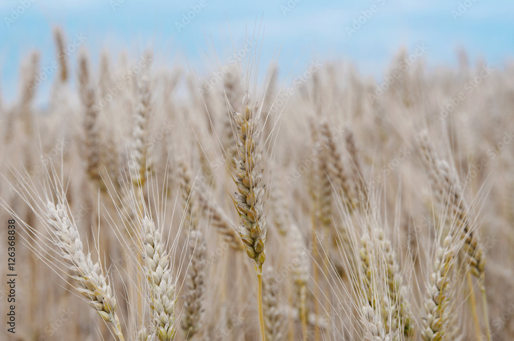 field of ripening wheat ears closeup, local focus, shallow DOF field of ripening wheat ears closeup, local focus, shallow DOF