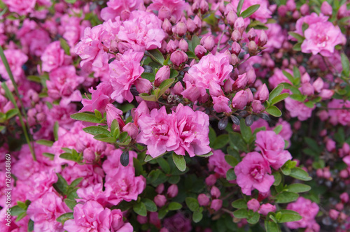 flowers of pink azalea (rhododendron), local focus, shallow DOF 