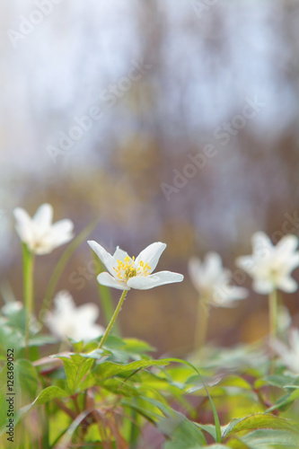 Fototapeta Naklejka Na Ścianę i Meble -  wild anemone flower