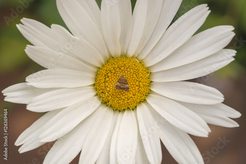 White and yellow chamomile flower with brown butterfly in the center  close up  background