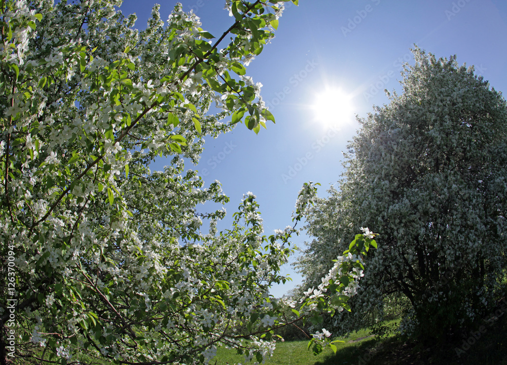Fototapeta premium walk outdoors during the spring flowering apple trees