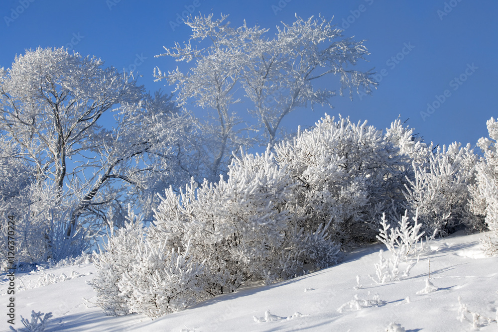 winter landscape winter landscape