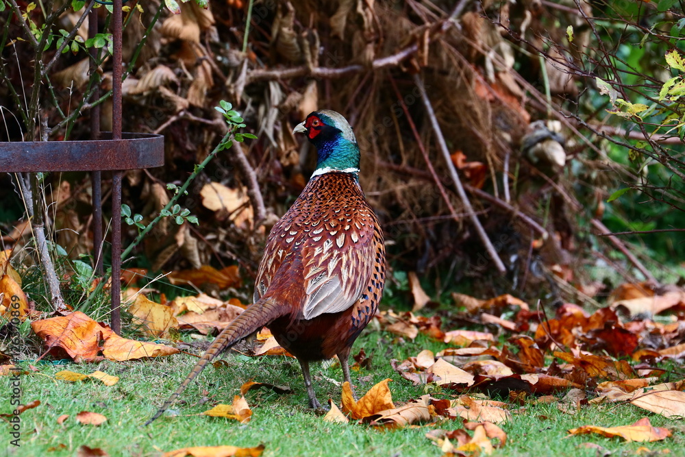 Fototapeta premium Fasan
