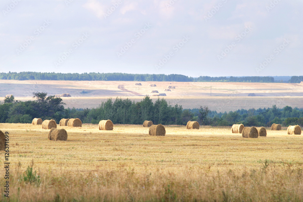 Fototapeta premium summer landscape