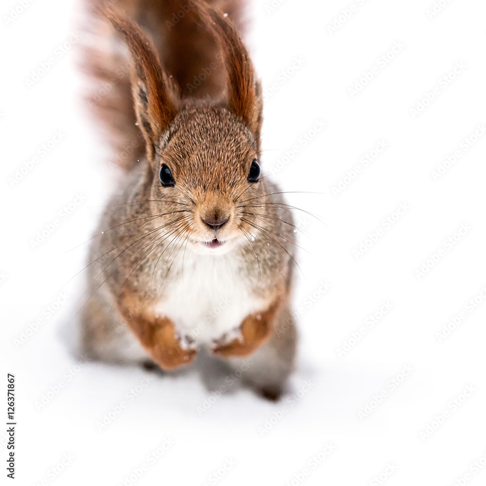 Fototapeta premium red squirrel with fluffy tail sitting on white snow and looking in camera