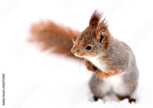 Fototapeta Naklejka Na Ścianę i Meble -  curious little squirrel standing on white snow and looking to the left