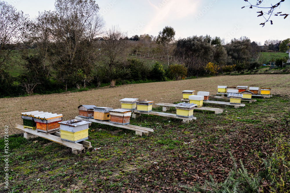 hives for bees on a lawn hives for bees on a lawn