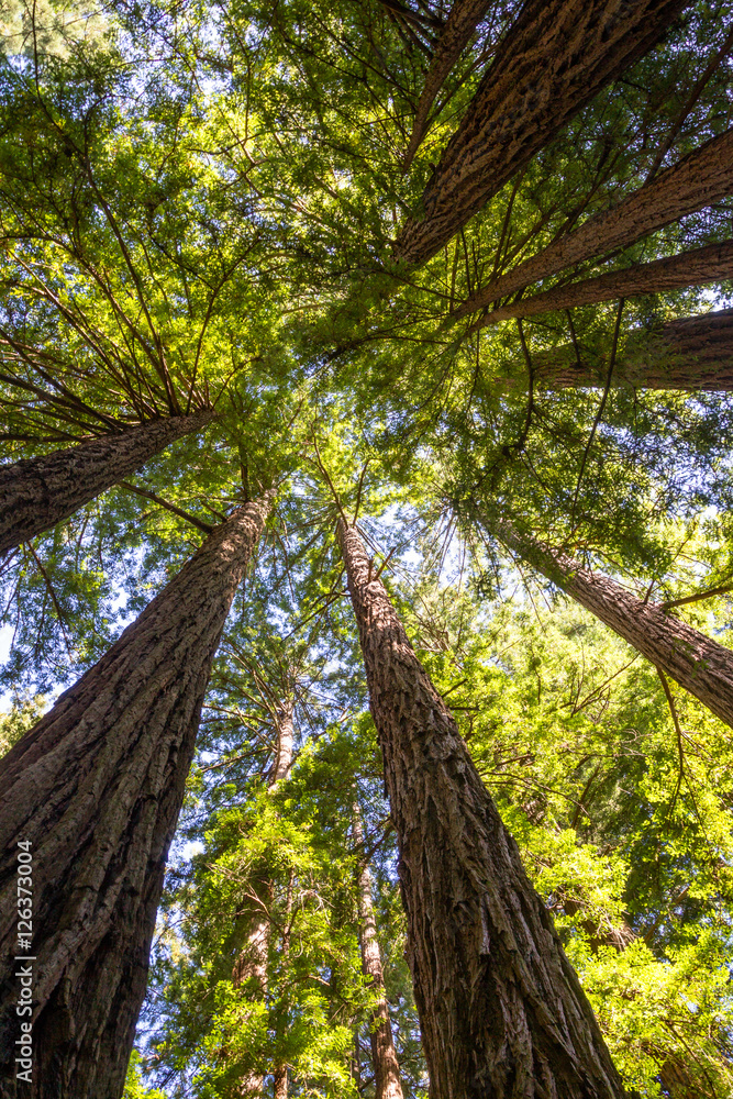 Fototapeta premium Küstenmammutbäume (Sequoia sempervirens)