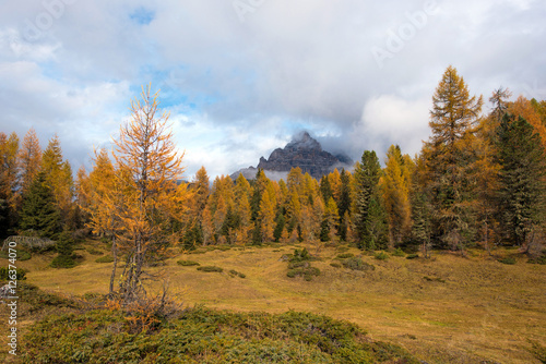 Mystic autumn landscape with yellow larch on a background of clo