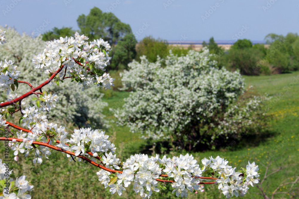 Fototapeta premium spring