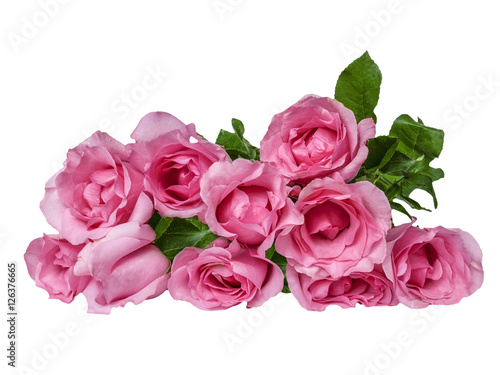 Pink roses on white background © nithid18