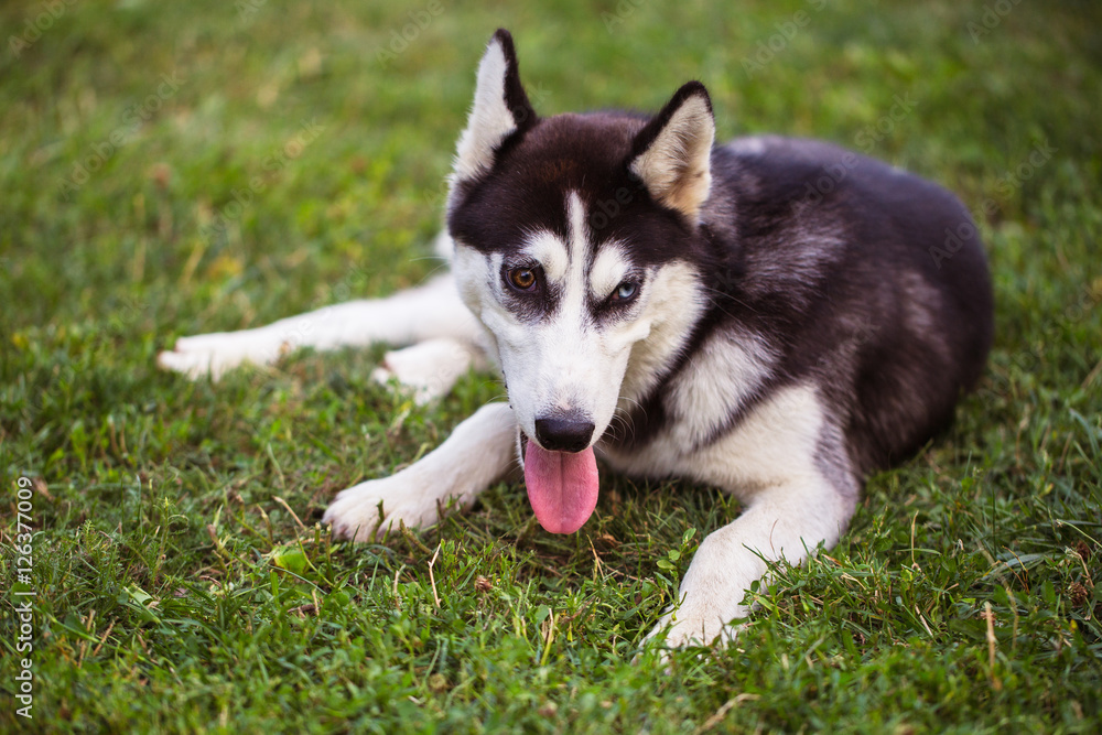 Siberian Husky. The Siberian Husky rests on the grass. Siberian Husky. The Siberian Husky rests on the grass.