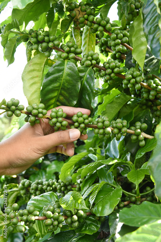 Green coffee beans on stem. Green coffee beans on stem.