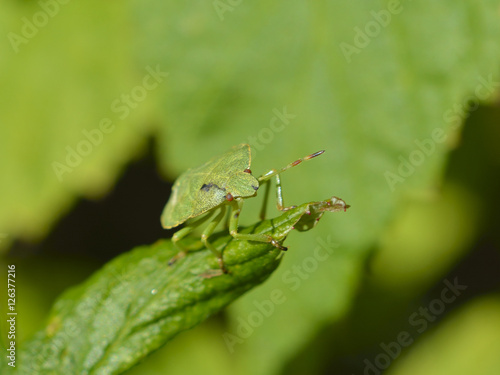 Green shield bug © ezp