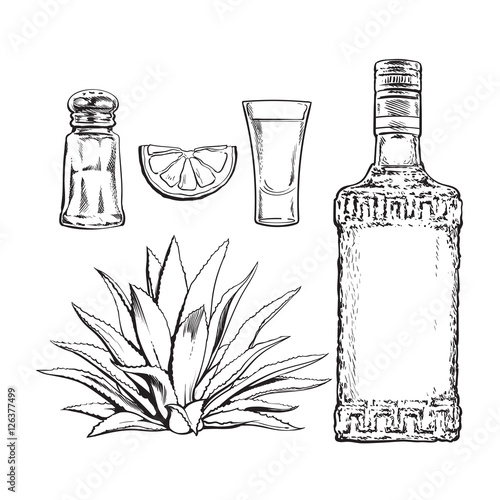 Set black and white of tequila bottle, shot, salt mill, agave and slice lime, sketch vector illustration isolated on background. Set of hand drawn tequila glass and bottle, salt, lime and agave cactus
