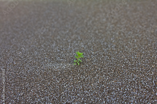 Concept of loneliness. screen background. Plants pioneers, photo