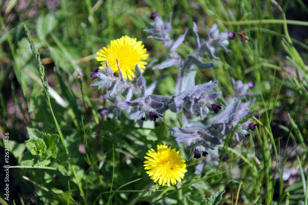 flowers