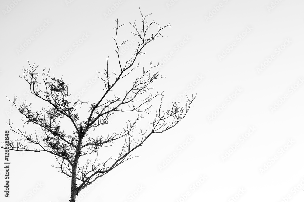 Fototapeta premium Dead tree isolated on white background