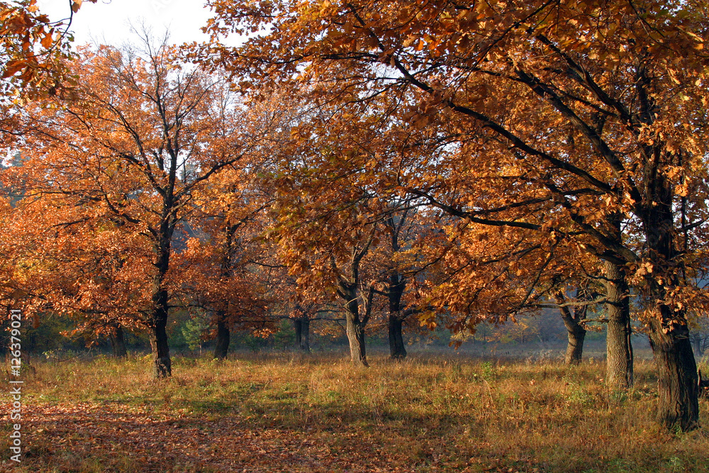 autumn landscape