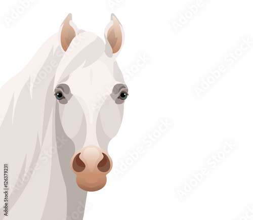 Vector beautiful thoroughbred arabian white horse portrait, farm animal