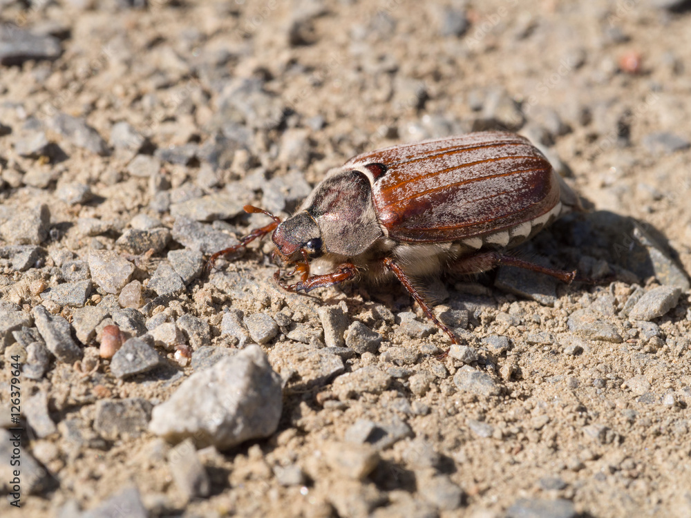 Cockchafer, May bug, doodlebug, Melolontha melolontha Cockchafer, May bug, doodlebug, Melolontha melolontha