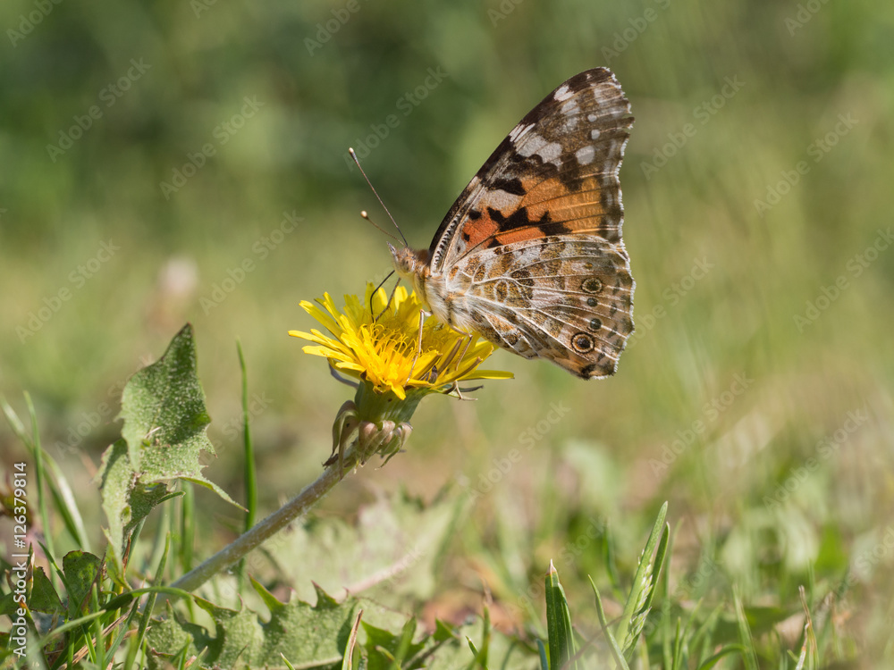 Obraz premium Painted lady, cosmopolitan, Vanessa cardui