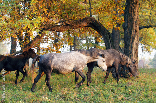 Horses in the autumn forest