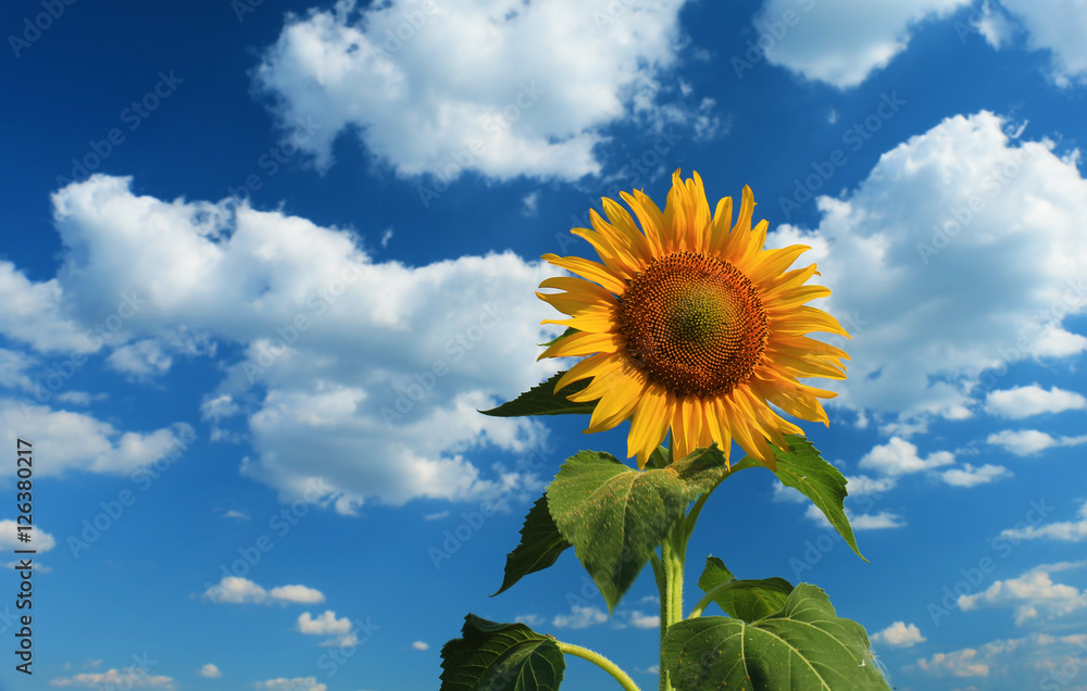 Beautiful sunflower against blue sky Beautiful sunflower against blue sky