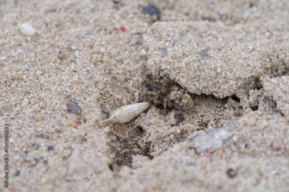 Wolf spider, Arctosa