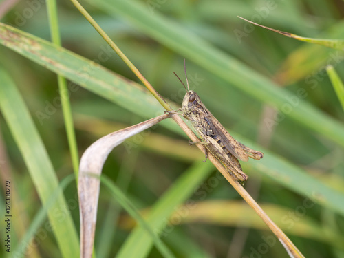 Grasshopper, Chorthippus apricarius