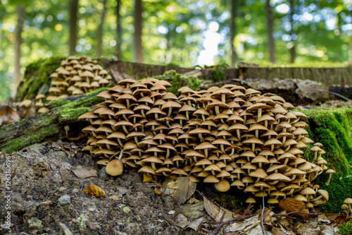 Honey fungus, Armillaria photo